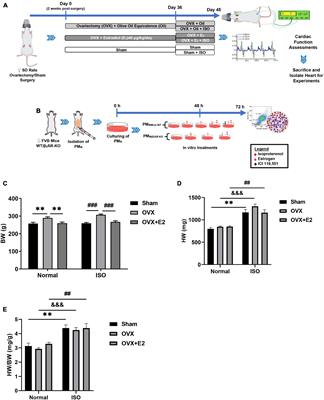 Estrogen Attenuates Chronic Stress-Induced Cardiomyopathy by Adaptively Regulating Macrophage Polarizations via β2-Adrenergic Receptor Modulation